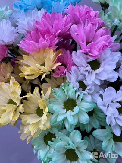 Ромашки. Хризантема ромашковидная