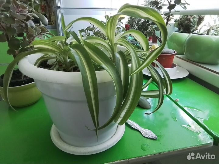 Хлорофитум кучерявый