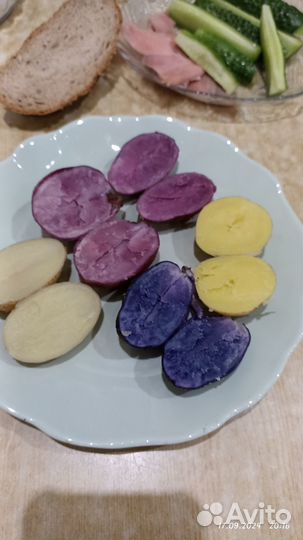 Семенной картофель