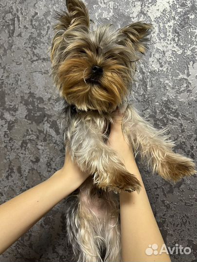 Йоркширский терьер