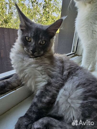 Котята полидакты и классика