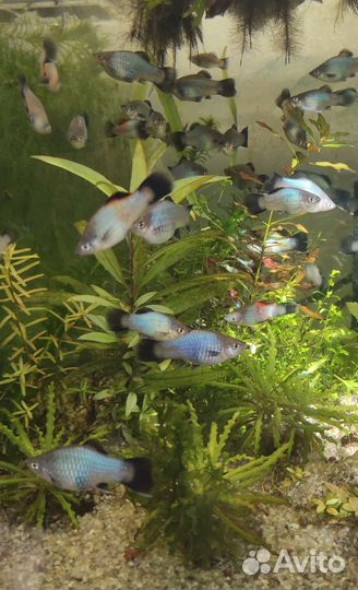 Аквариумные рыбки
