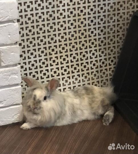 Кролик с клеткой
