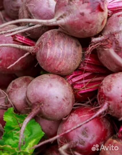 Морковь и свекла оптом