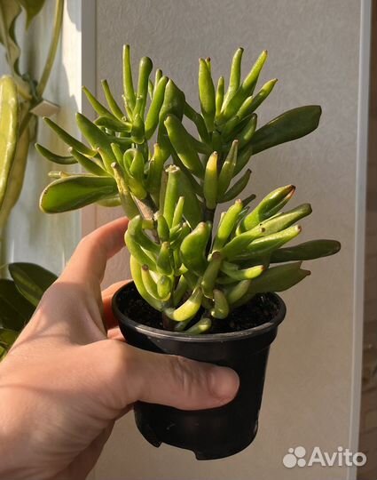 Красула хоббит