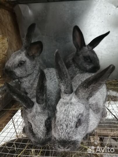 Полтавское серебро