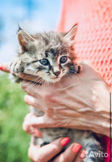 Котята в добрые руки москва