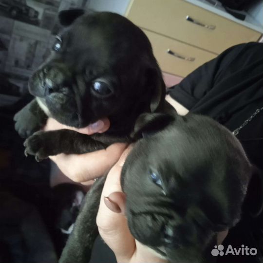 Французский бульдог щенки