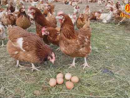 Куры-несушки Хайсекс Браун/5 мес./на яйце, Кронштадт