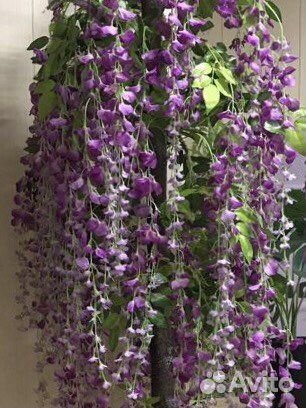 Декоративные цветы в горшках