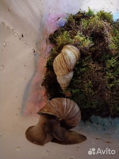 Улитки ахатины