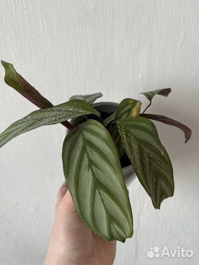 Комнатные цветы Калатея ктенанта