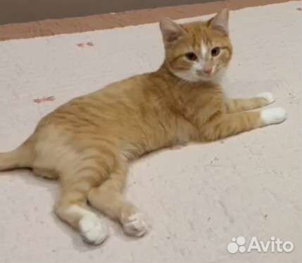 Чудо очень старается быть как все и стать домашним