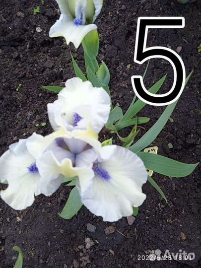 Ирисы низкорослые