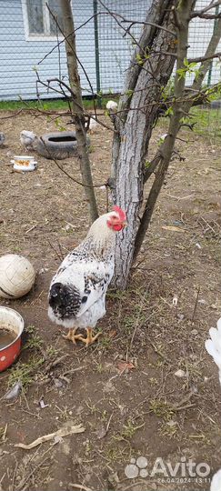 Петухи молодые