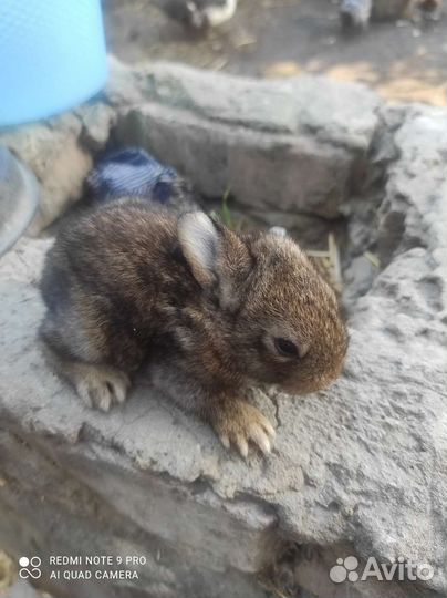 Крольчата маленькие