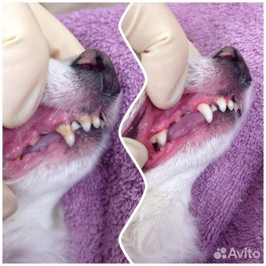 Ультразвуковая чистка зубов собаке кошке