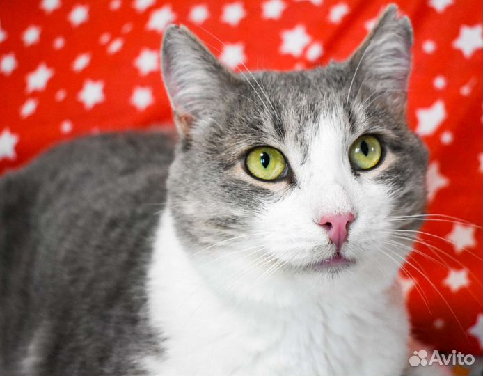 Кот Бася в добрые руки