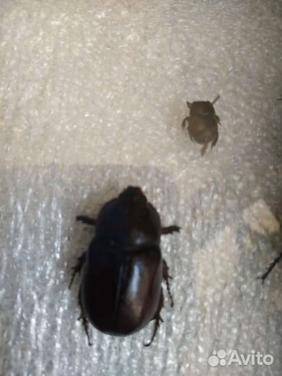 Насекомые Крыма обновление