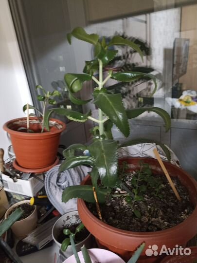 Каланхоэ лечебное