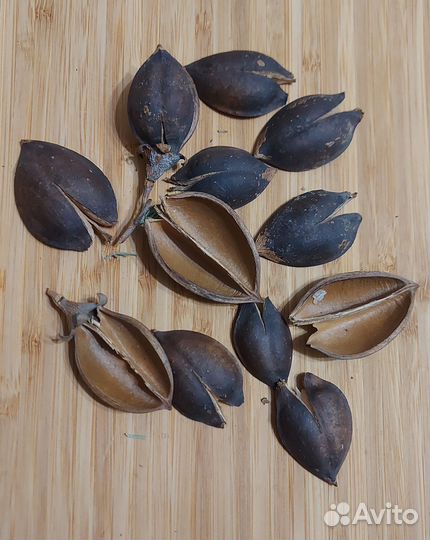 Природные материалы шишки, орехи