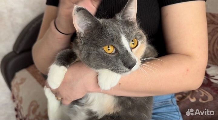 Кошка в дар бесплатно