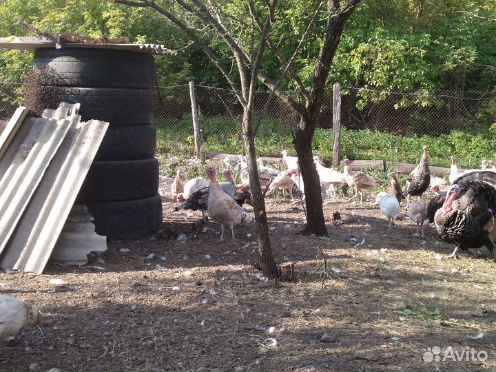 Индюки на племя