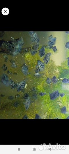 Аквариумные рыбки