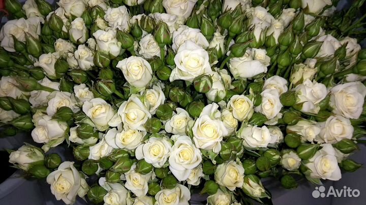 Букеты из Пионовидных и Кустовых Роз