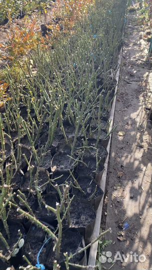 Саженцы роз