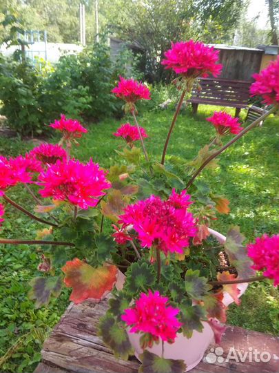 Пеларгония герань срезы