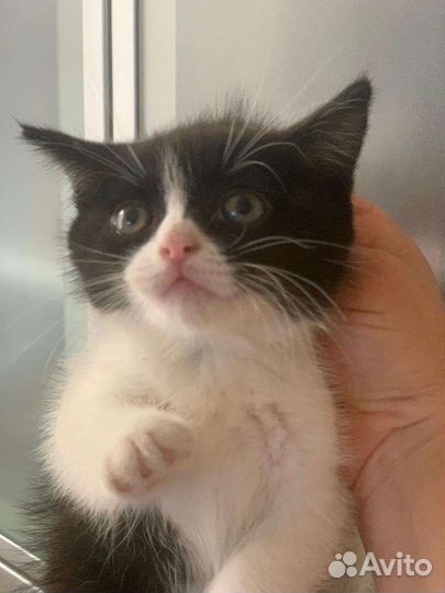 Кнопочка ищет семью