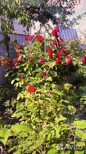 Саженцы плетистых роз