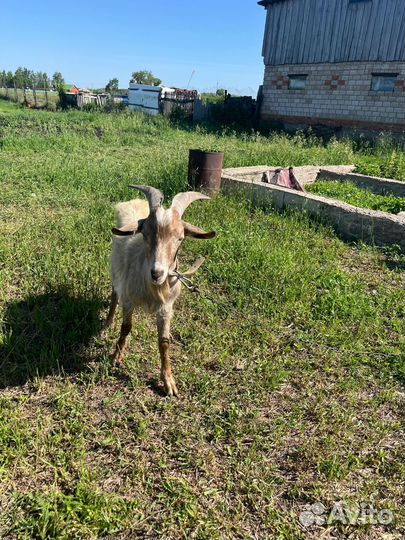 Козел на вязку