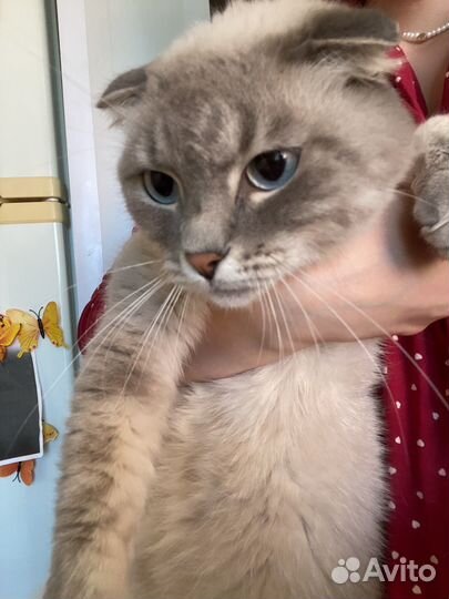 Шотландский вислоухий кот