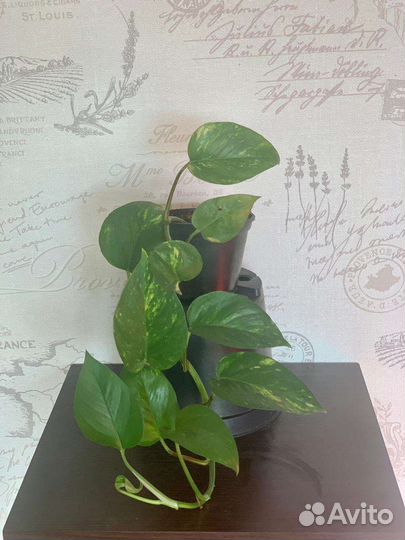 Цветы и растения для дома