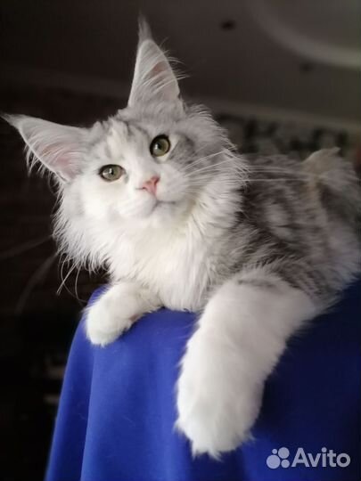 Котята мейн-кун