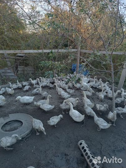 Продажа уток башкирские
