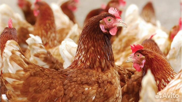 Цыплята суточные несушки
