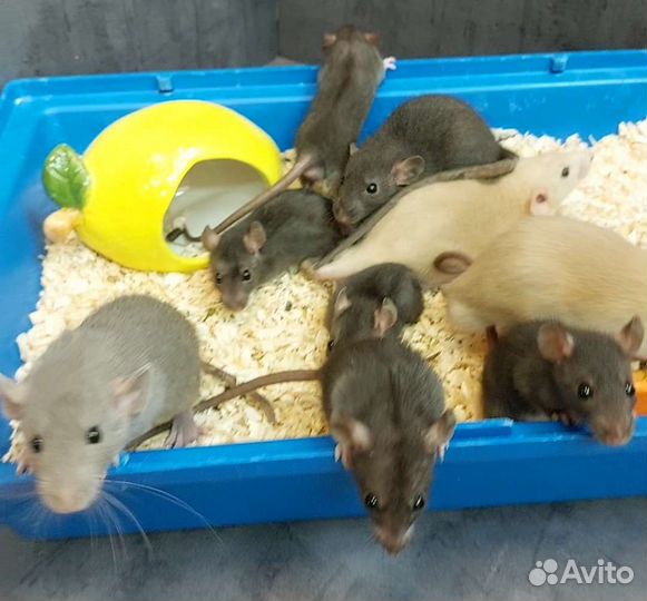 Декоративные крыски Дамбо