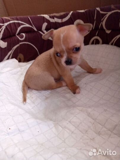 Щенки чихуахуа мини