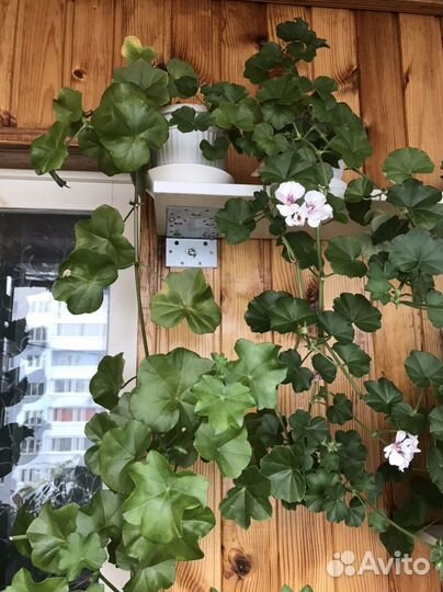 Пеларгония герань