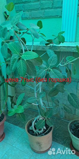 Комнатные цветы