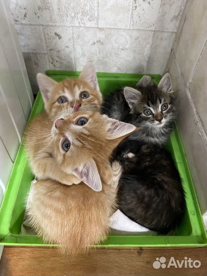 Котята