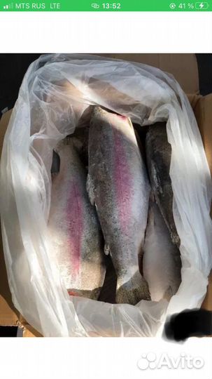 Форель свежемороженная, премиум
