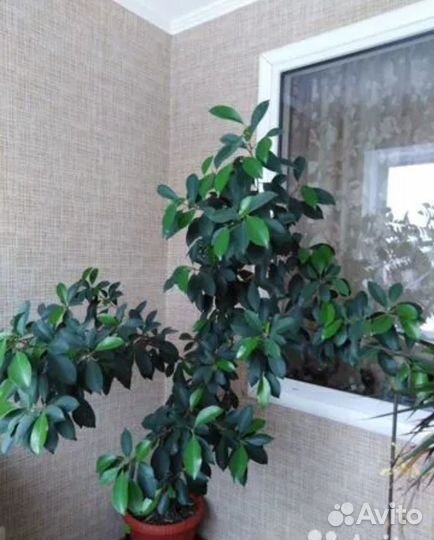 Фикус Бенджамин