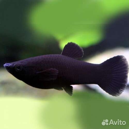 Моллинезия