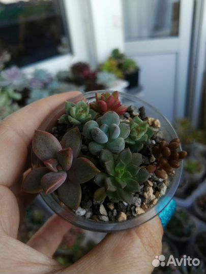 Суккуленты разноцветные