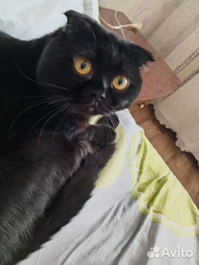 Отдам в добрые руки шотландец