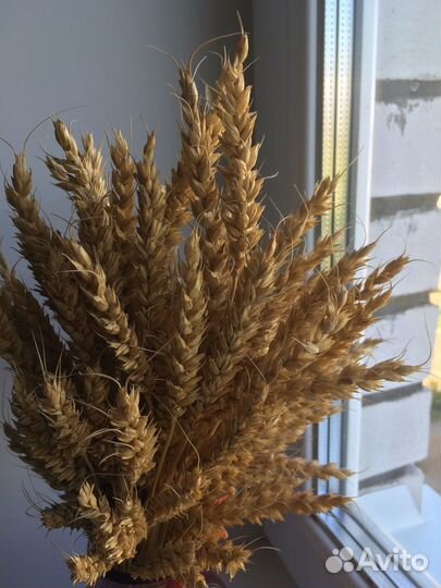 Колосья для поделок